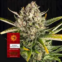 Strawberry Cheesecake Auto/25%Sat75%Ind./ 75-80Tage