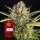 Strawberry Cheesecake Auto/25%Sat75%Ind./ 75-80Tage