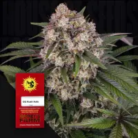 OG Kush Auto/20%Sat.80%Ind./70-75Tage