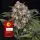 OG Kush Auto/20%Sat.80%Ind./70-75Tage
