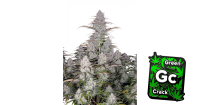 Green Crack Auto 3 /55%Sat.45%Ind./63-70Tage