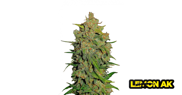 Lemon AK Auto 3 /75%Sat.25%Ind./63-70Tage