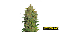Lemon AK Auto 3 /75%Sat.25%Ind./63-70Tage