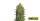 Lemon AK Auto 3 /75%Sat.25%Ind./63-70Tage
