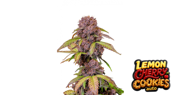 Lemon Cherry Cookies Auto 3/30%Sat.70%Ind./56Tage