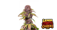 Lemon Cherry Cookies Auto 3/30%Sat.70%Ind./56Tage
