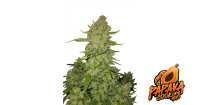 Papaya Cookies Auto 3/60%Sat.40%Ind./56-63Tage