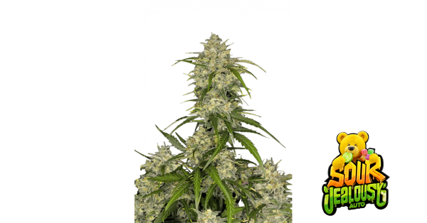 Sour Jealousy Auto 3/75%Sat.25%Ind./70Tage