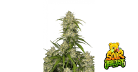 Sour Jealousy Auto 3/75%Sat.25%Ind./70Tage