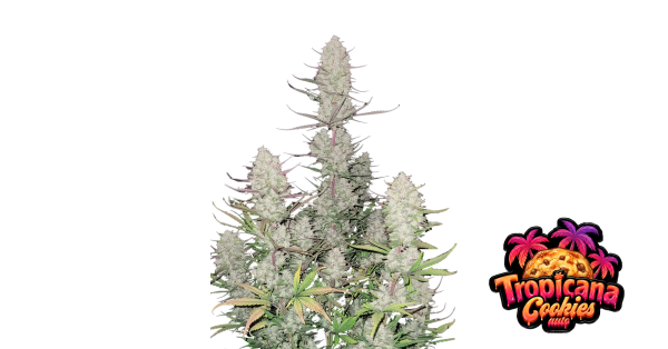 Tropicana Cookies Auto 3/40%Sat.60%Ind./56-63 Tage