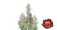 Tropicana Cookies Auto 3/40%Sat.60%Ind./56-63 Tage