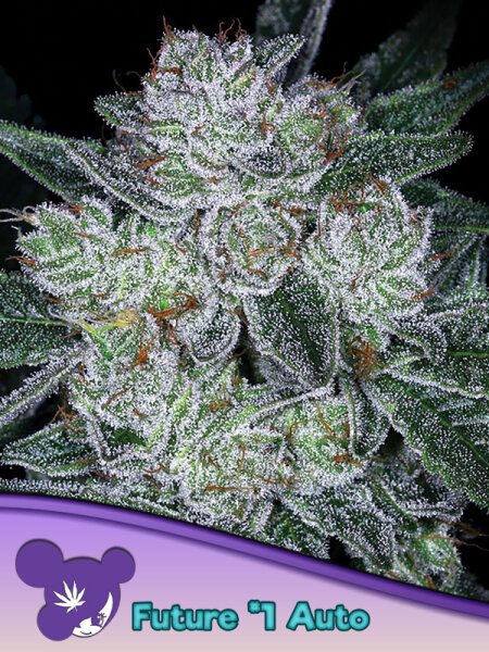 Auto Future #1® 3StcK / 70% Sativa / 9-10Wochen
