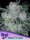 Auto Future #1® 3StcK / 70% Sativa / 9-10Wochen