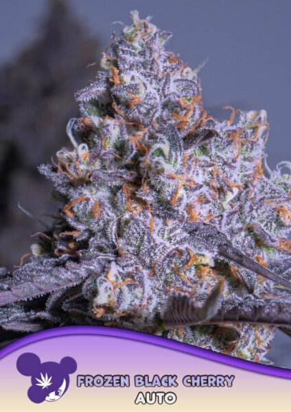 Frozen Black Cherry Auto® 3StcK/80%Ind./9-10Wochen