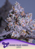 Frozen Black Cherry Auto® 3StcK/80%Ind./9-10Wochen
