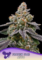 Frozen Face Auto, 3StcK/70%Sat./70-75Tage