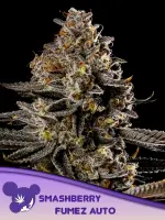 Smashberry Fumez Auto 3StcK/60%Ind./8-9Wochen