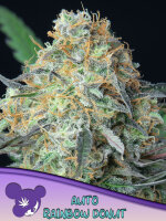 Rainbow Donut Auto/3StcK/60%Sat,/9-10Wochen