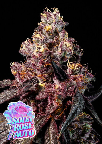 Auto Soda Rose 3Stck/65%Ind./9-10Wochen