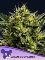Wham Boom Auto 3StcK/50%Sat./9-10Wochen