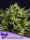 Wham Boom Auto 3StcK/50%Sat./9-10Wochen
