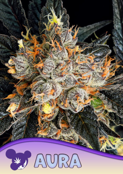 Aura fem. 3StcK/50%Ind./65-70Tage