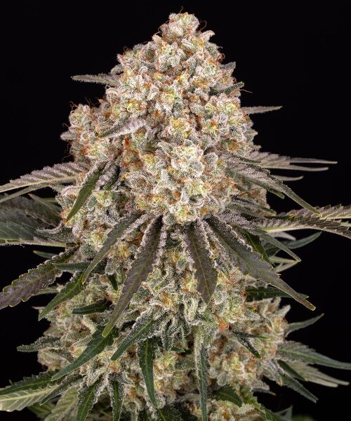 AK-47 fem. 3StcK/70%Sat./60-70Tage