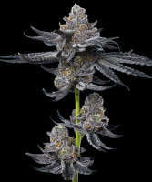 LFG Strain fem. 3StcK/40%Sat./60-65Tage
