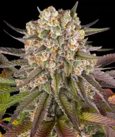 Limoncello Strain fem. 3StcK/80%Sat./65-70