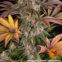 Limoncello Strain fem. 3StcK/80%Sat./65-70