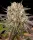 Limoncello Strain fem. 3StcK/80%Sat./65-70