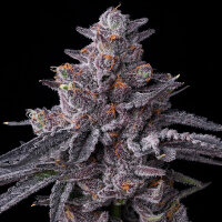 Zillions Strain fem. 3StcK/45%Sat./60-65Tage