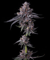 Zillions Strain fem. 3StcK/45%Sat./60-65Tage