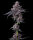 Zillions Strain fem. 3StcK/45%Sat./60-65Tage