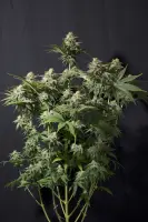 Orange Sherbert fem. 3StcK/50%Sat./60-65Tage