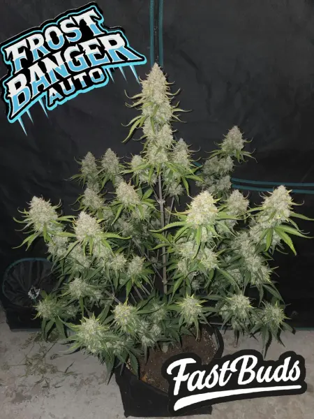 Frostbanger Auto 3StcK/40%Sativa/9Wochen