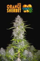 Orange Sherbet Auto 3StcK/70%Sat./9-10Wochen