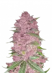 Purple Lemonade Auto 3StcK/30%Sat./9-10Wochen