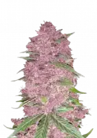 Purple Lemonade Auto 3StcK/30%Sat./9-10Wochen