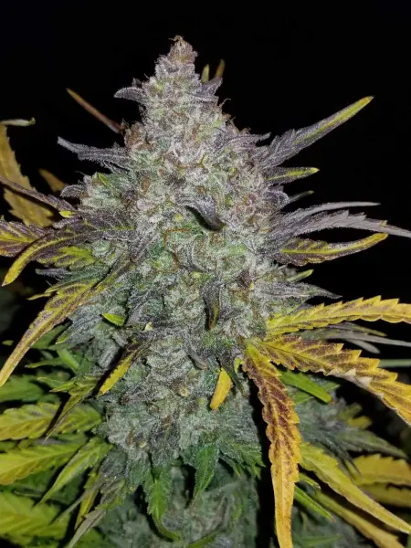Rhino Ryder Auto 3StcK/40%Sat./9-10Wochen
