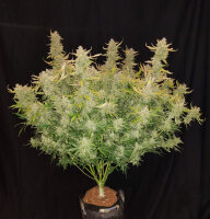 Rhino Ryder Auto 3StcK/40%Sat./9-10Wochen