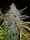 Rhino Ryder Auto 3StcK/40%Sat./9-10Wochen