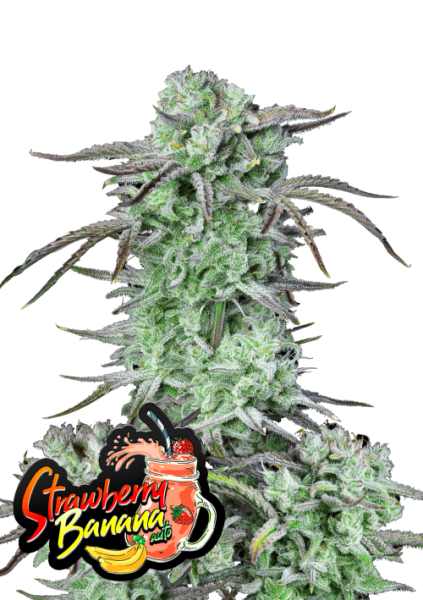 Strawberry Banana Auto 3StcK/45%Sat./10-11Wochen