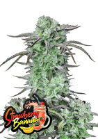 Strawberry Banana Auto 3StcK/45%Sat./10-11Wochen