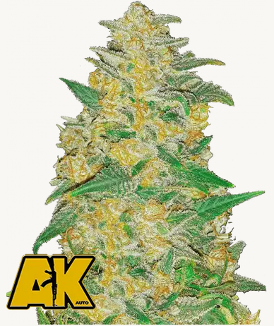 Original Auto AK 3Stck/60%Sat./9Wochen