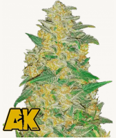 Original Auto AK 3Stck/60%Sat./9Wochen