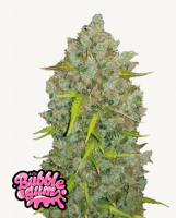 BubbleGum Auto,3StcK/Sativa 15%/Indica 85%/9Wochen