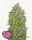 BubbleGum Auto,3StcK/Sativa 15%/Indica 85%/9Wochen