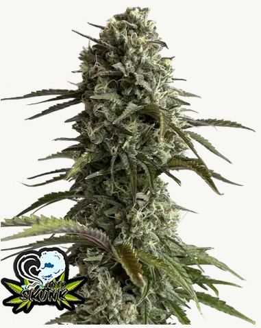 Skunk Auto 3StcK/Sativa 35%/Indica 65%/8Wochen