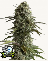 Skunk Auto 3StcK/Sativa 35%/Indica 65%/8Wochen
